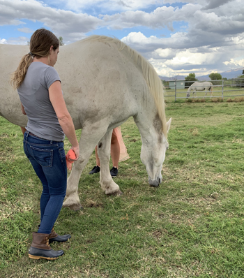 equine therapy